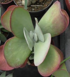 Kalanchoe luciae