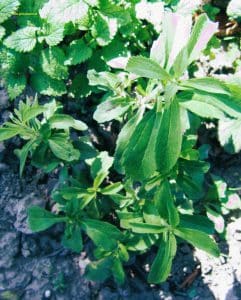 Stevia