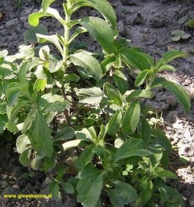 Stevia