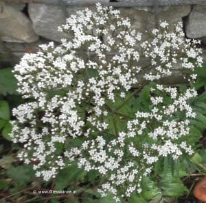 Blüte Baldrian