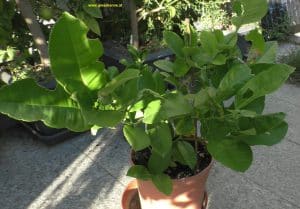 Citrus Ponderosa Herbst 2023