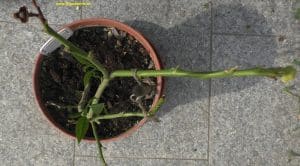 Citrus ponderosa nach Winter - Neuaustrieb