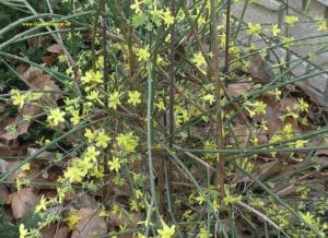 Winterjasmin mit Blüten