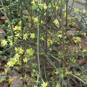 Winterjasmin mit Blüten