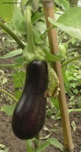 Aubergine - Melanzani, August