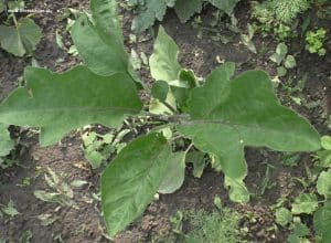 Aubergine - Melanzani im Juni