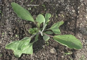 Aubergine - Melanzani im Juni von oben