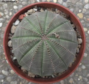 Euphorbia obesa von oben