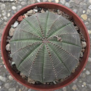 Euphorbia obesa von oben