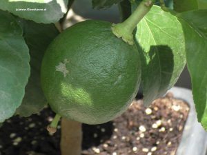 Grapefruit im Juli