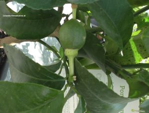 Grapefruit im Juni