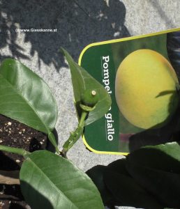Grapefruit klein im Juni
