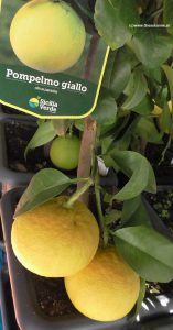 Grapefruit Früchte im Februar des Folgejahres