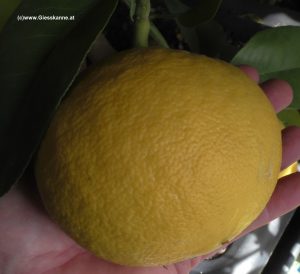 Reife Grapefruit im Februar des nächsten Jahres