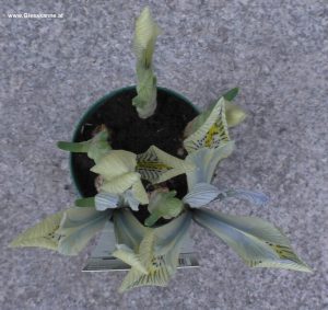 Iris weiß-gefleckt