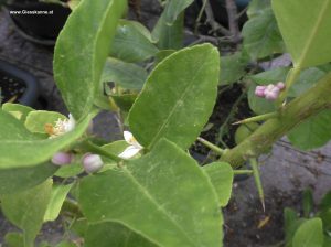 Kaffirlimette mit 2 Blüten im Juni