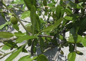 Kaffirlimette Austrieb im Mai nach Winter