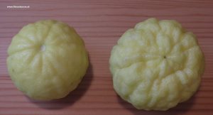 Reife Kaffirlimetten im Februar - Gelb