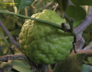 Frucht Kaffir-Limette