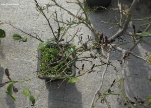 Neuantrieb bei Kaffir-Limette nach dem Winter
