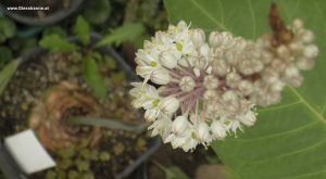 Meerzwiebel Blüte im August