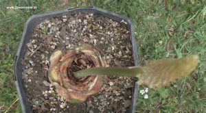 Meerzwiebel vor Blüte im Juli