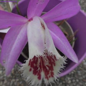 Blüte Pleione formosana