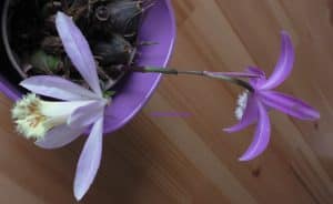 Pleione formosana mit 2 Blüten