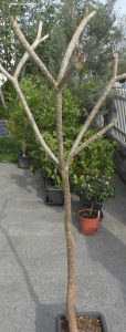 Plumeria nach Winter im Mai