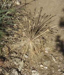 Boophone disticha - Wüstenrad in Namibia