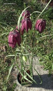 Fritillaria meleagris mit Blüten