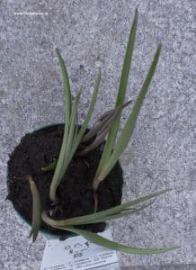 Fritillaria meleagris Schachblume vor Blüte
