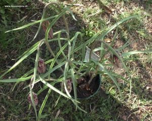 Fritillaria meleagris im Topf vor Blüte