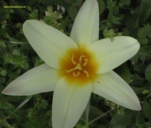Tulpe gelb