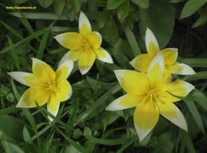 Tulpen gelb