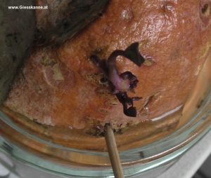 Süßkartoffel Vorzucht - Antrieb