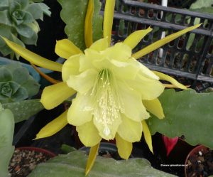 Epiphyllum Blüte gelb