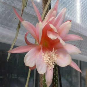 Epiphyllum Blüte rosa-lachsorange