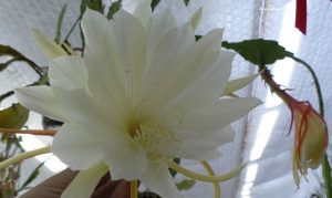 Epiphyllum Blüte weiß
