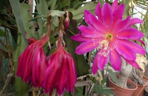 Epiphyllum hybride mit rosa-roter Blüte