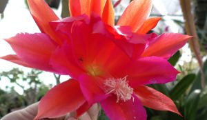 Epiphyllum rosa-rot