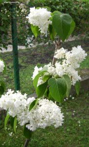 Flieder mit weißen Blüten