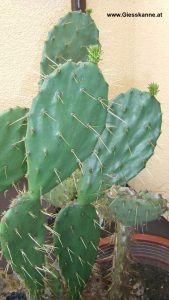 Ohrwaschlkaktus - Opuntia ficus indica