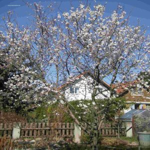 Blüte Mandelbaum