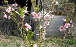 Junger Mandelbaum mit Blüten
