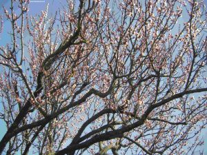 Blüte Marillenbaum in Wien, Ende März