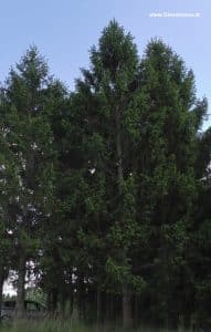 Fichten ca. 30 Meter hoch