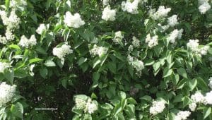 Fliederstrauch mit weißen Blüten