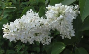 Blüten Flieder weiß - näher