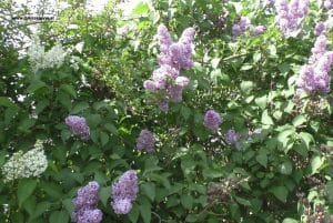 Flieder weiß und violett